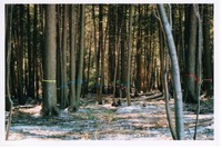 trees_marked_by_climbers0053.TIF