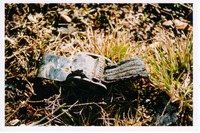 buckle_at_Flt_93_site0054.TIF